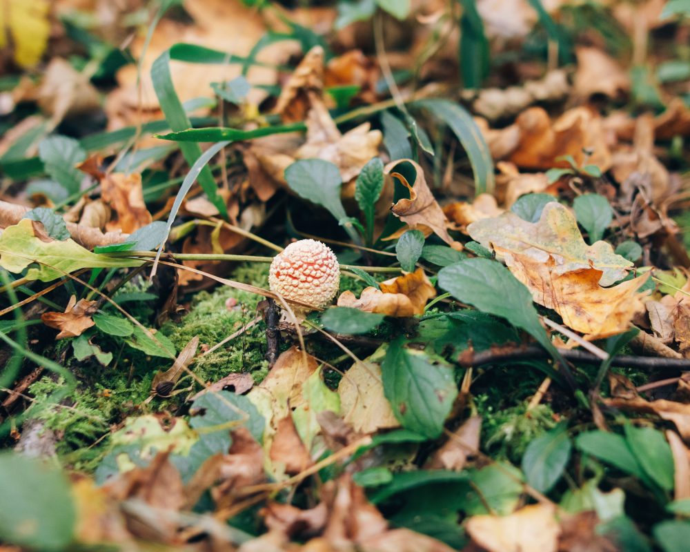 shutterstock_1504150424