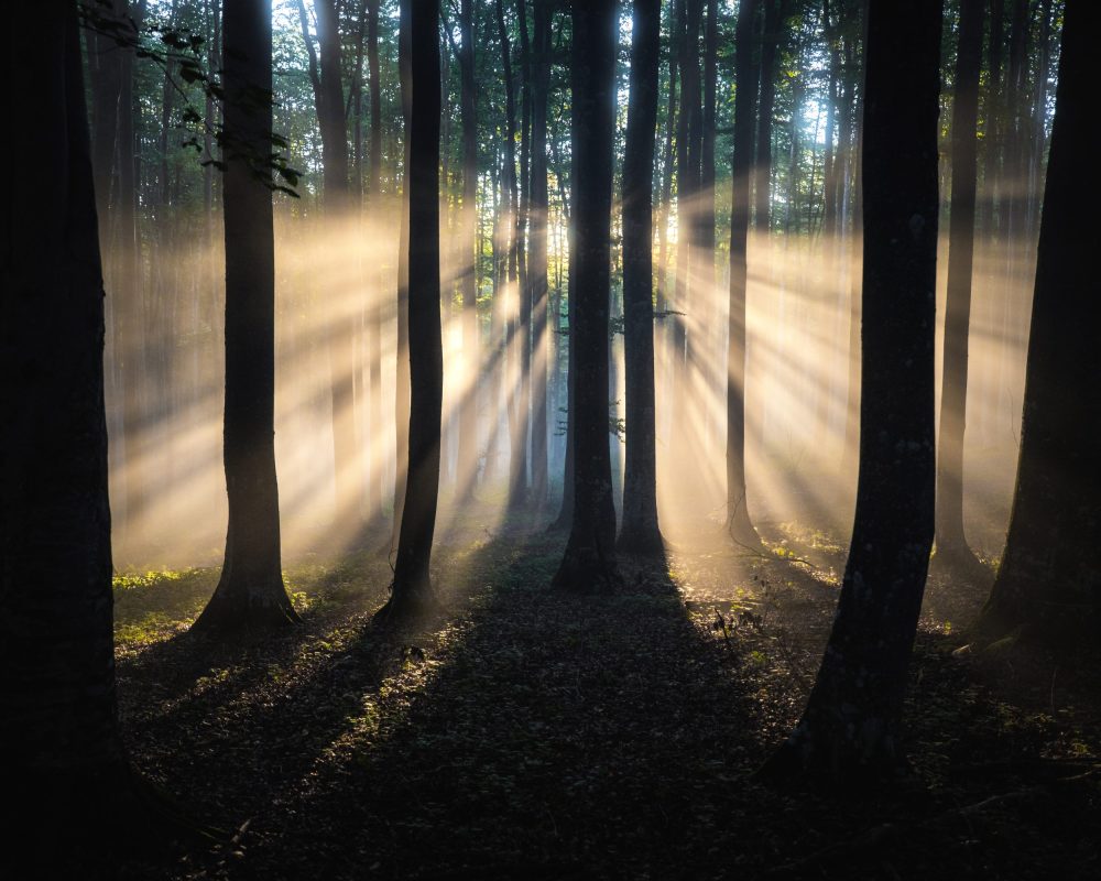 shutterstock_1823166647 (1)