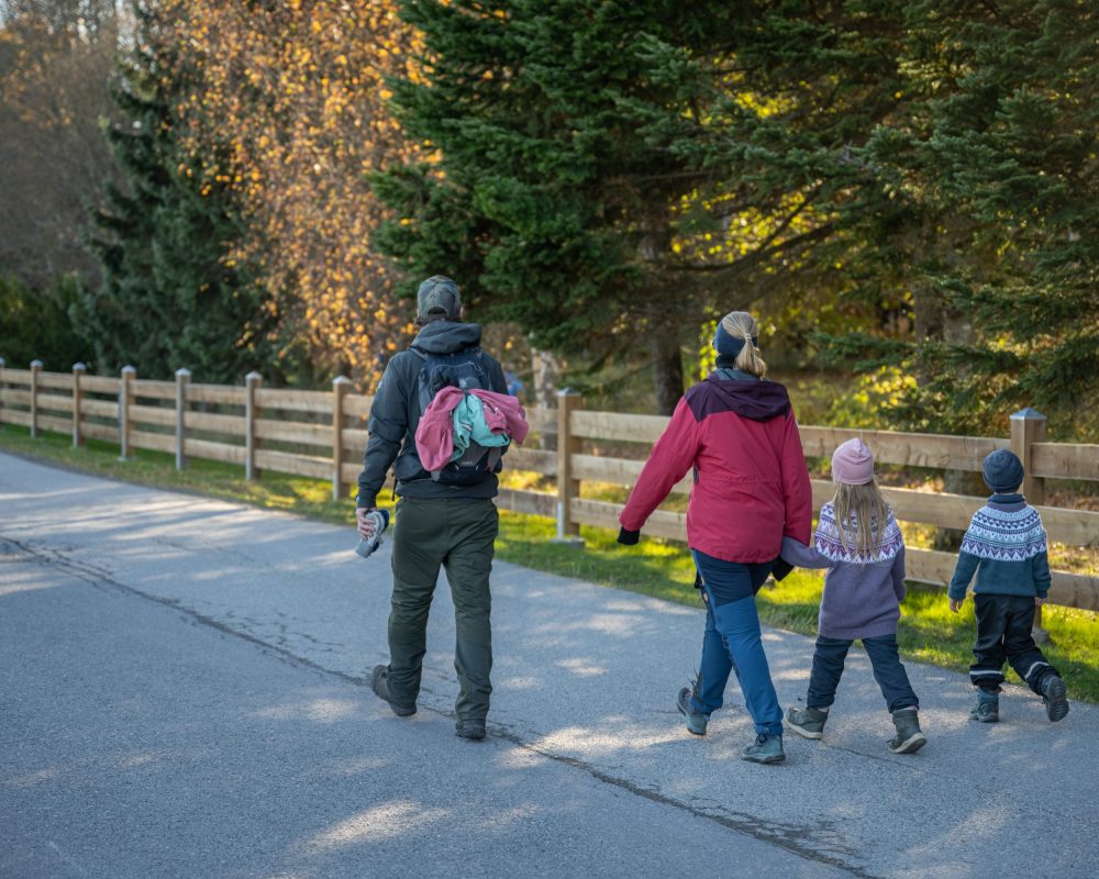 Lemon - Skogfaret områdebilder-53